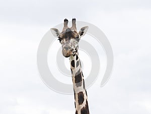 Giraffe on White Cloud Background