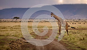 Giraffe in a wide grassy field against a background with a hill in Masai Mara, Kenya