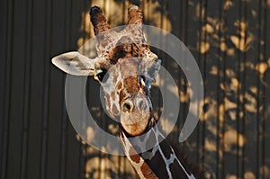 Giraffe wiggling his ears