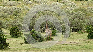 Giraffe in the Wild, Africa, Kenya