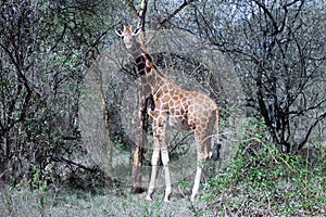 Giraffe in the wild. africa, national park of kenya