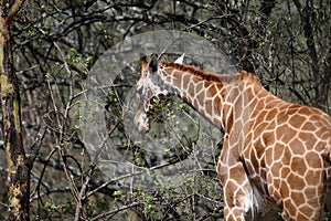 Giraffe in the wild. africa, national park of kenya