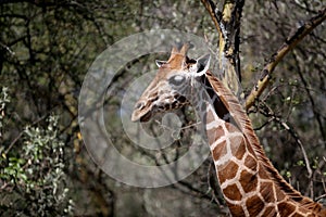 Giraffe in the wild. africa, national park of kenya