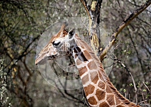 Giraffe in the wild. africa, national park of kenya