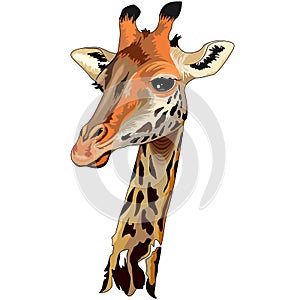 Giraffe Wild African Animal Portrait photo