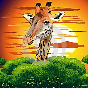 Giraffe on Wild African Savanna Sunset photo