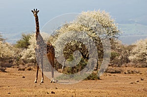 Giraffe in wild African savannah bush