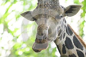 A Giraffe in the wild with a goofy look while munching eating