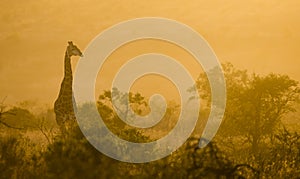 Giraffe in wild in Kruger South Africa