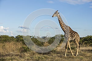 Giraffe in wild in Kruger South Africa