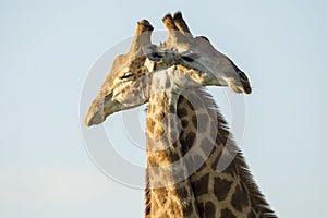 Giraffe in wild in Kruger South Africa