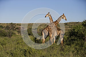 Giraffe in wild in Kruger South Africa
