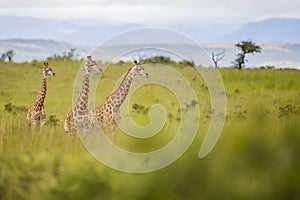 Giraffe in wild in Kruger South Africa