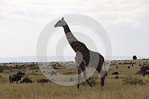 Giraffe in the wild maasai mara