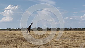 Giraffe in the wild. Safari in Africa, African savannah wildlife.