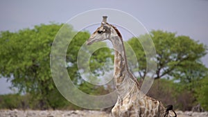 Giraffe in the wild. Safari in Africa, African savannah wildlife.