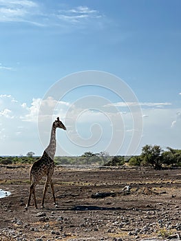 Giraffe in the wild. Safari in Africa, African savannah wildlife.