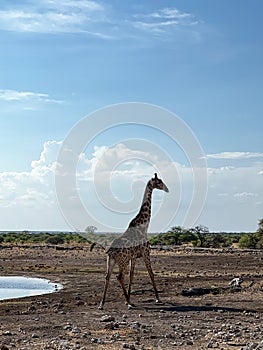 Giraffe in the wild. Safari in Africa, African savannah wildlife.