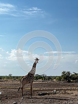 Giraffe in the wild. Safari in Africa, African savannah wildlife.