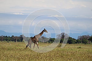 Giraffe in the wild safari in Serengeti National Park Tanzania