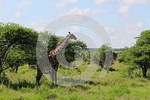 Giraffe in the wild safari in Serengeti National Park Tanzania