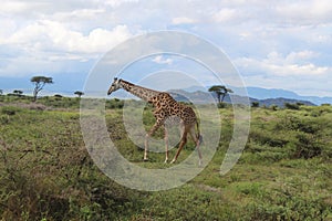 Giraffe in the wild safari in Serengeti National Park Tanzania