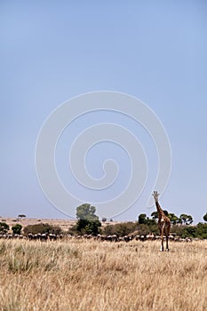Giraffe and wildebeests, Masai Mara