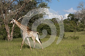 Giraffe in the wilderness in Africa photo