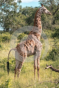 Giraffe in the wilderness of South Africa. Kruger National Park