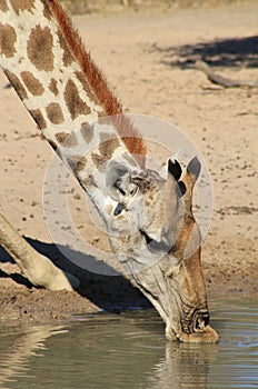 Giraffe - Wildlife from Africa - Portrait of Adaptation, Flexibility, Color and Ingenuity 2