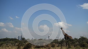Giraffe Wildlife Animal Nairobi National Park Nairobi City County Kenya Capital Only Wildlife City Park In World East Africa