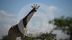 Giraffe Wildlife Animal Nairobi National Park Nairobi City County Kenya Capital Only Wildlife City Park In World East Africa