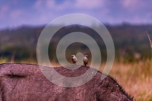 Giraffe Wildlife Animals Grazing In Nairobi National Park Kenya East Africa Fields Meadows Environment Nature Clouds Sky