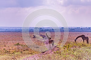 Giraffe Wildlife Animals Grazing In Nairobi National Park Kenya East Africa Fields Meadows Environment Nature Clouds Sky