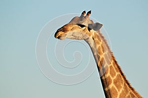 Giraffe - Wildlife Background - Expressions from Nature