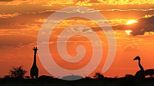 Giraffe - Wildlife Background - Nature Love and Golden Sunsets