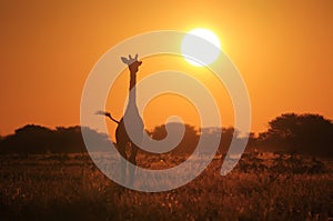 Giraffe - Wildlife Background - Silhouette of Glowing Solitude