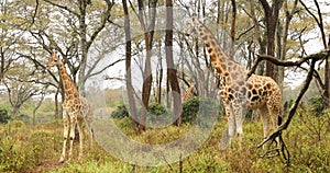 Giraffe in wildlife Masai Mara Kenya Africa