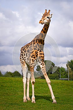 Giraffe in wildlife park