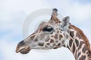 Giraffe in a wildlife reserve