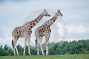 Giraffe in a wildlife reserve