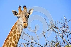 Giraffe, Wildlife Reserve, South Africa