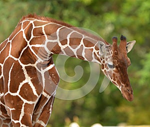 Giraffe the world's tallest animals