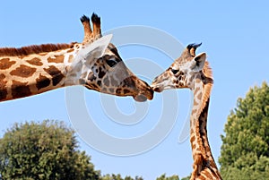 Giraffe and young