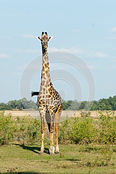 Giraffe in Zambia