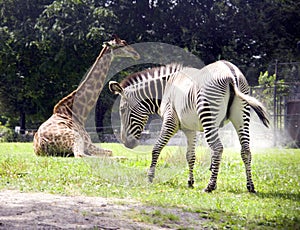 Giraffe Zebra Africa mammal thin long neck spotted Savannah striped horse herbivore reserve zoo Serengeti