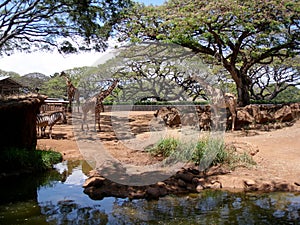 Giraffe and Zebra at the Honolulu Zoo