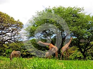 Giraffe and Zebra at the Honolulu Zoo photo