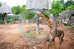 Giraffe and zebra waking around safari