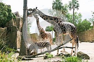 Giraffe and zebra in a wildlife park, zoo safari